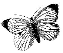 Feb-Butterfly